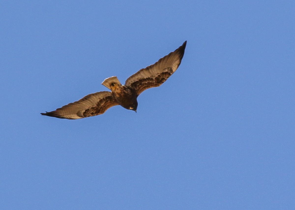 White-tailed Hawk - Justin Bosler