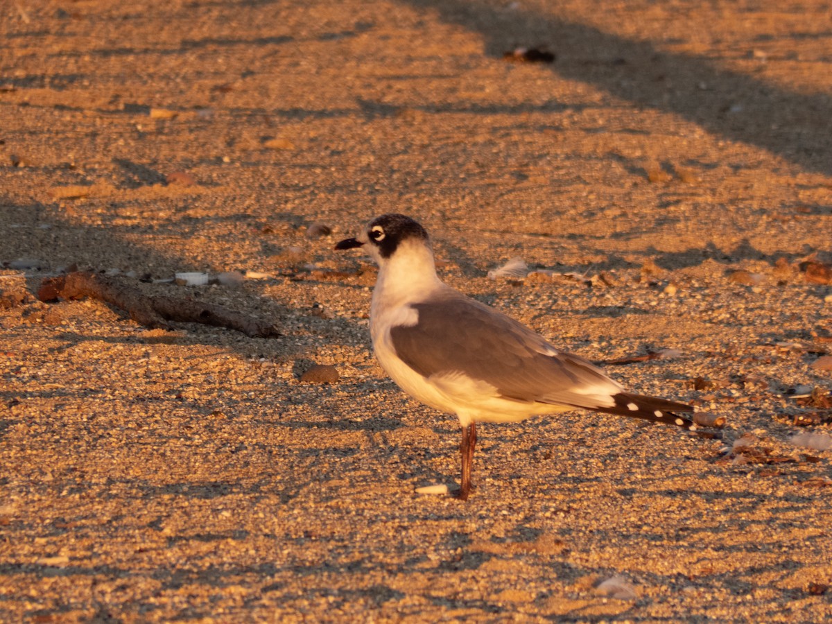 Franklin's Gull - eildert beeftink