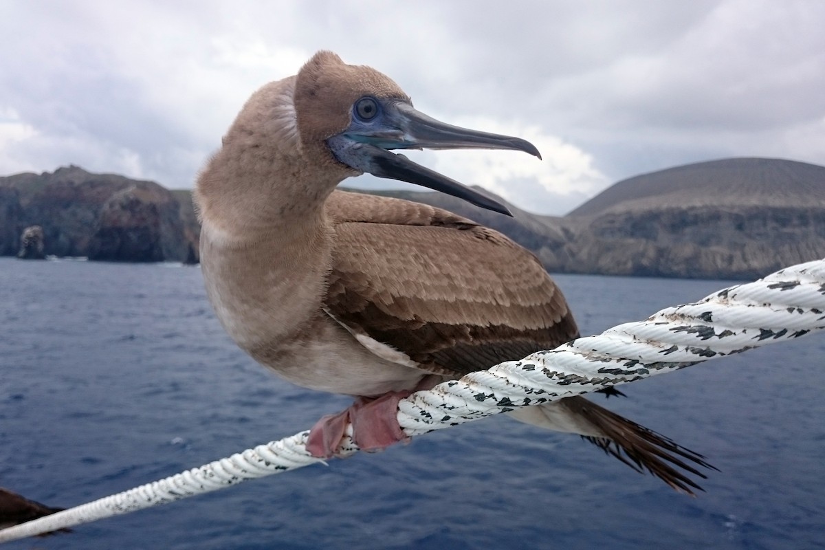 Red-footed Booby - ML282400711