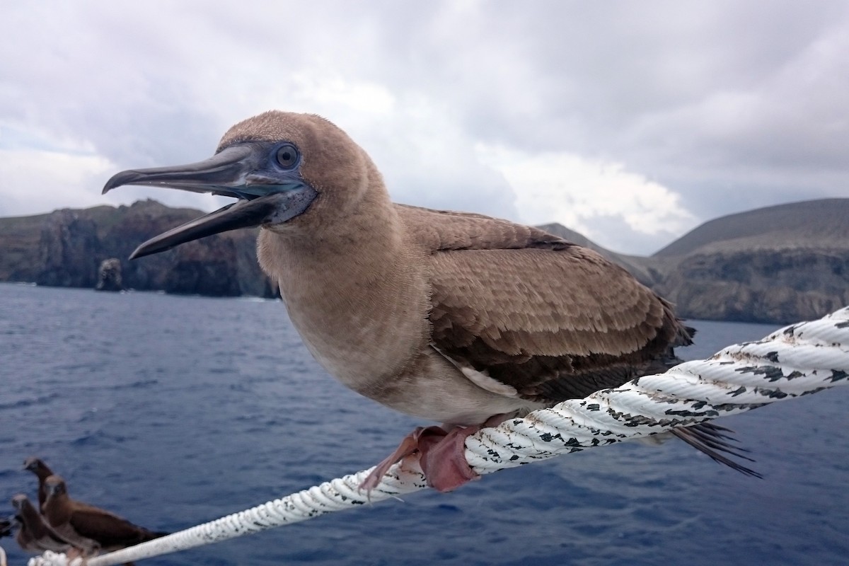 Red-footed Booby - ML282400731