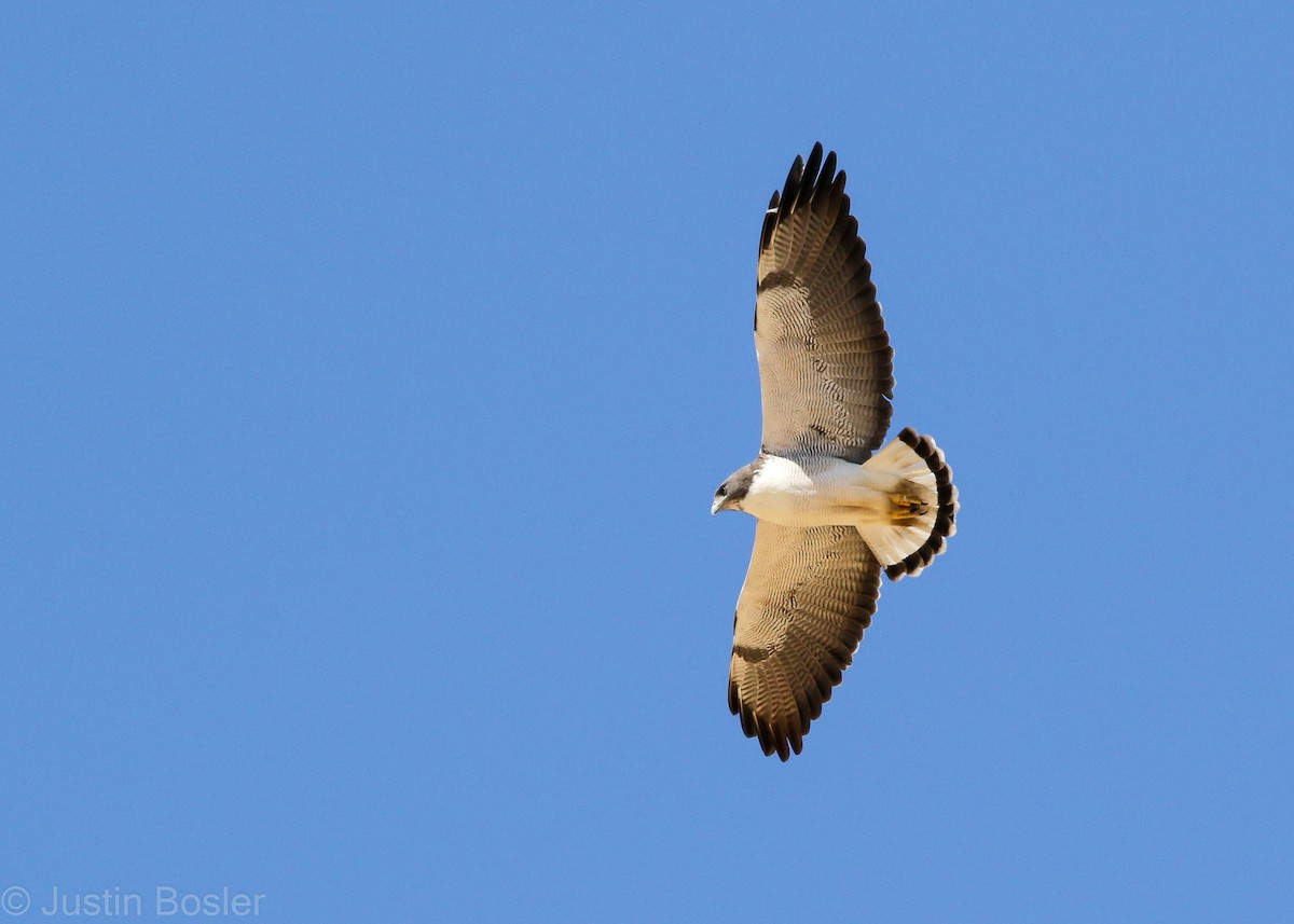 White-tailed Hawk - Justin Bosler