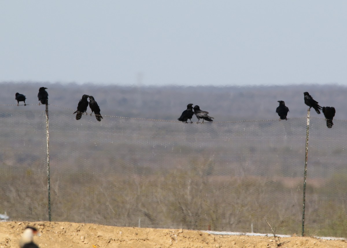 Chihuahuan Raven - Justin Bosler