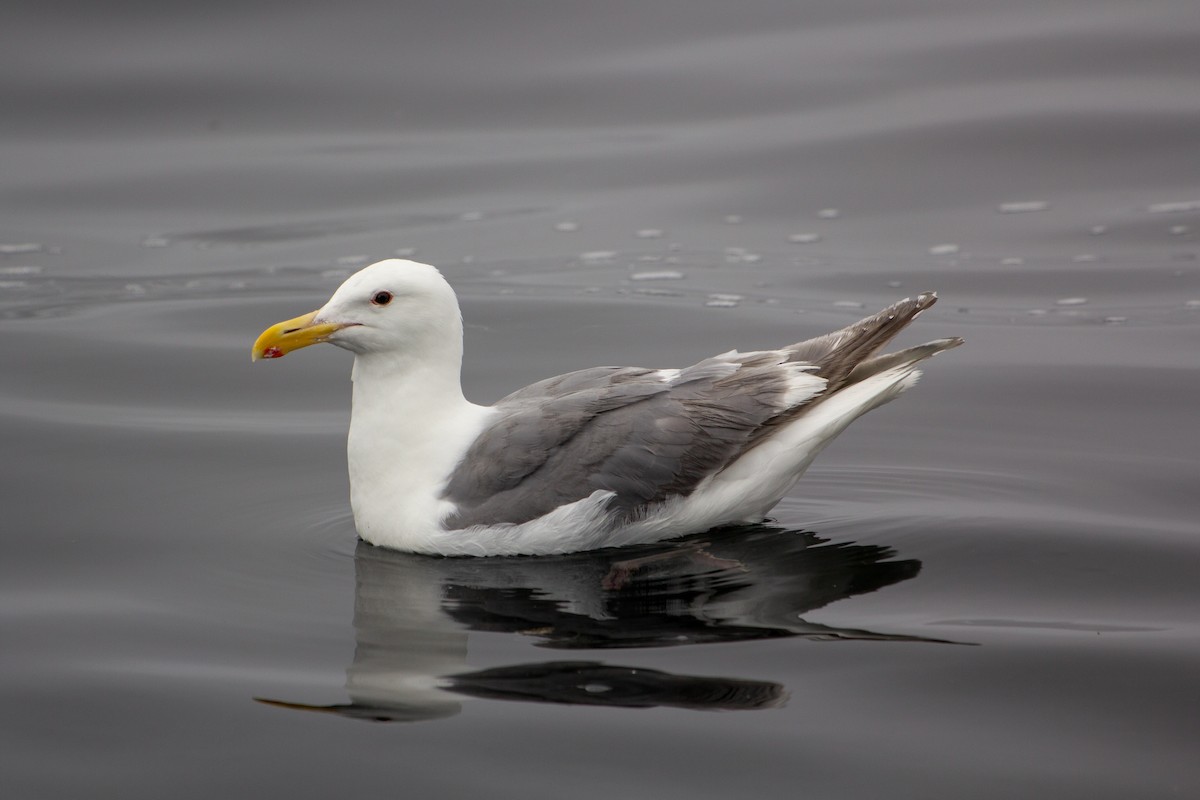 Glaucous-winged Gull - ML282403351