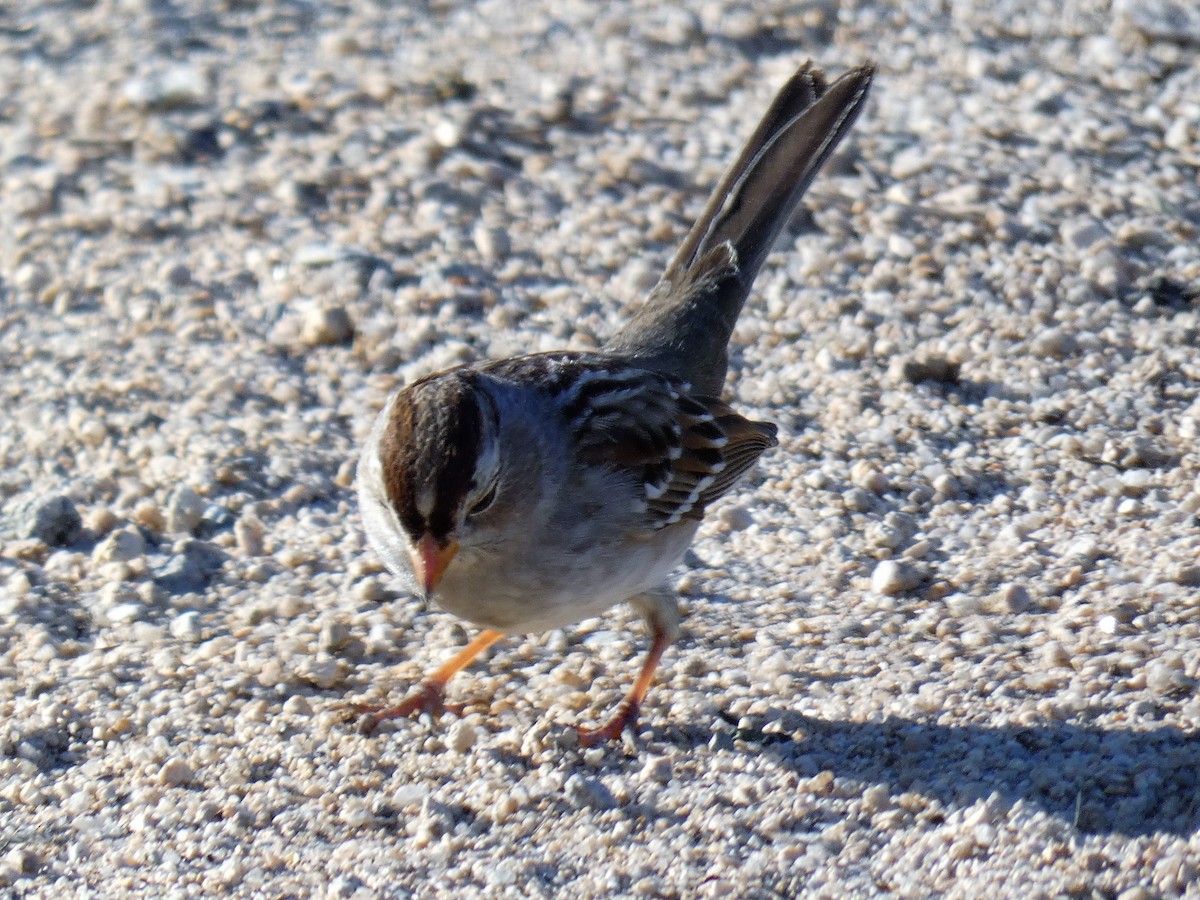 White-crowned Sparrow - ML282403981