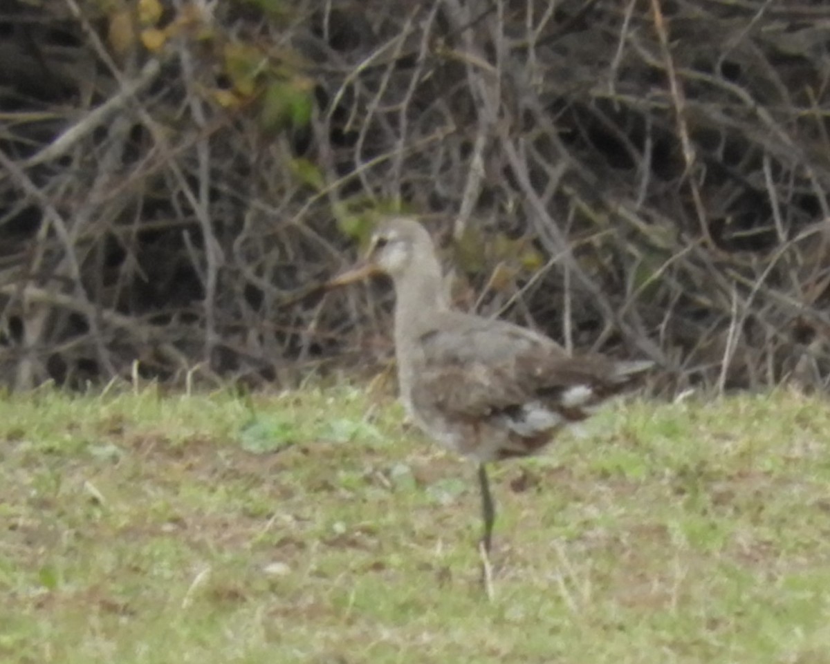 Hudsonian Godwit - ML282404471