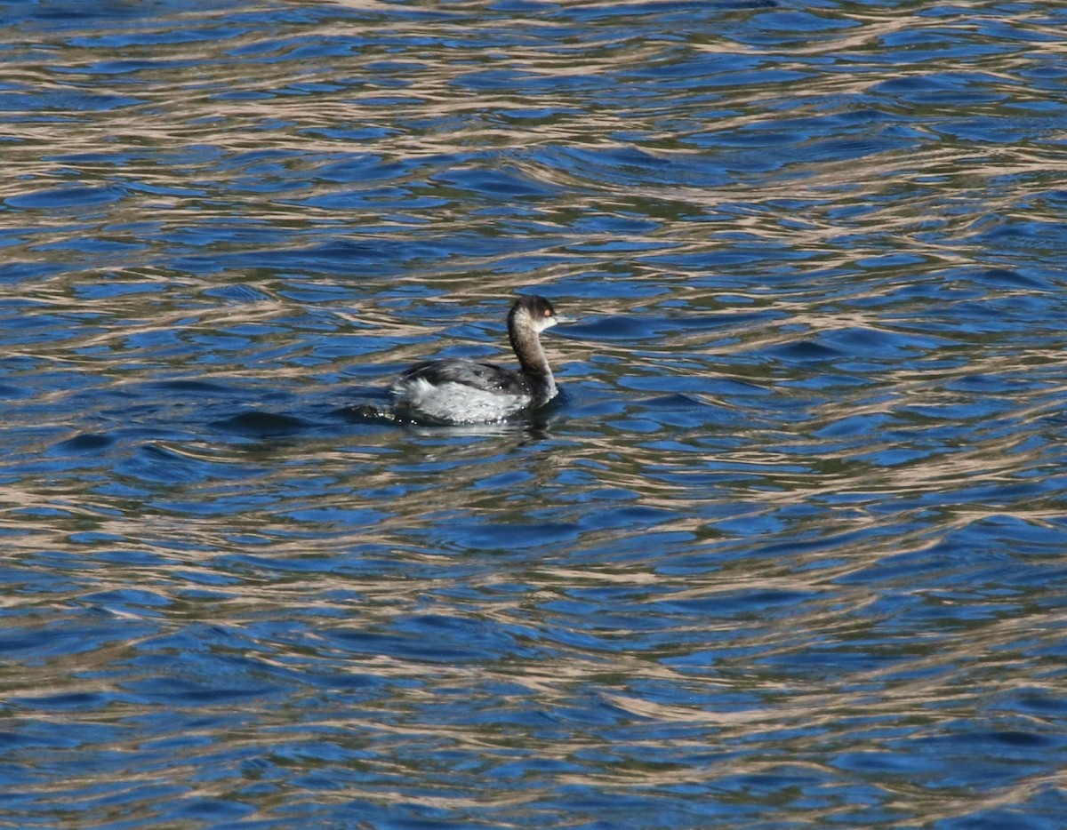 Eared Grebe - ML282405591