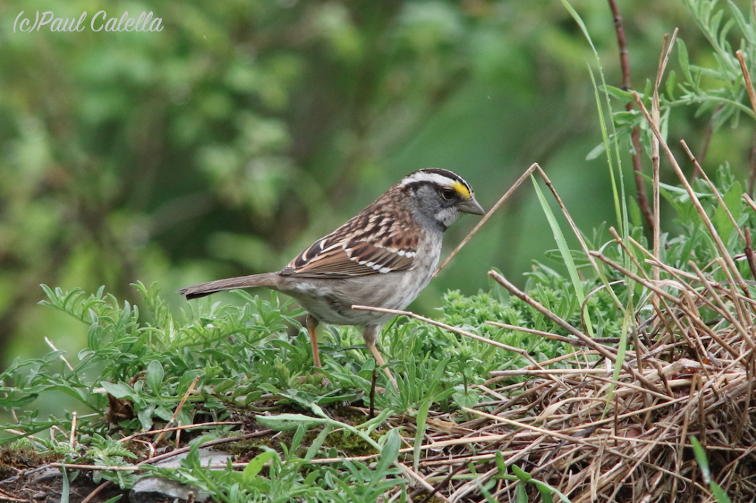 White-throated Sparrow - Paul Calella