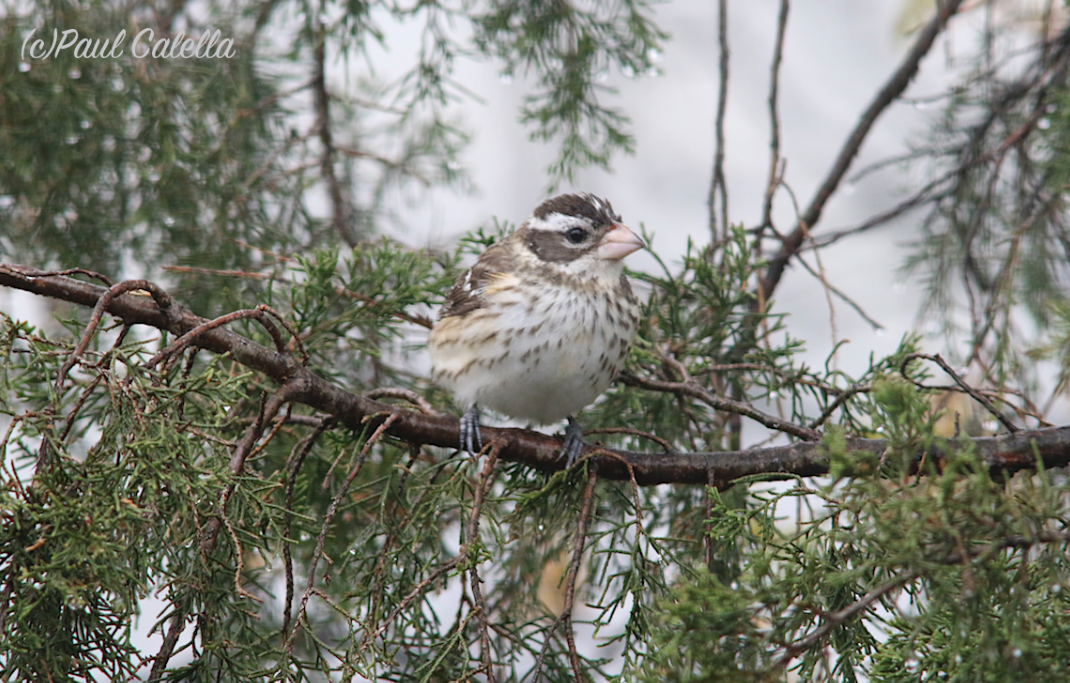 Rose-breasted Grosbeak - Paul Calella