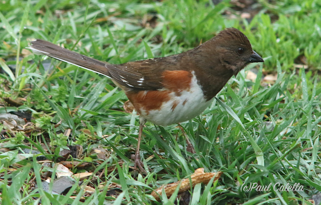 Eastern Towhee - ML28240771