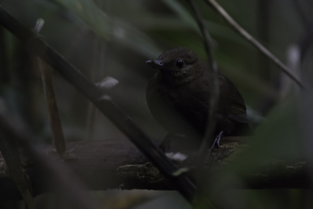 Scaly-throated Leaftosser - ML282408381