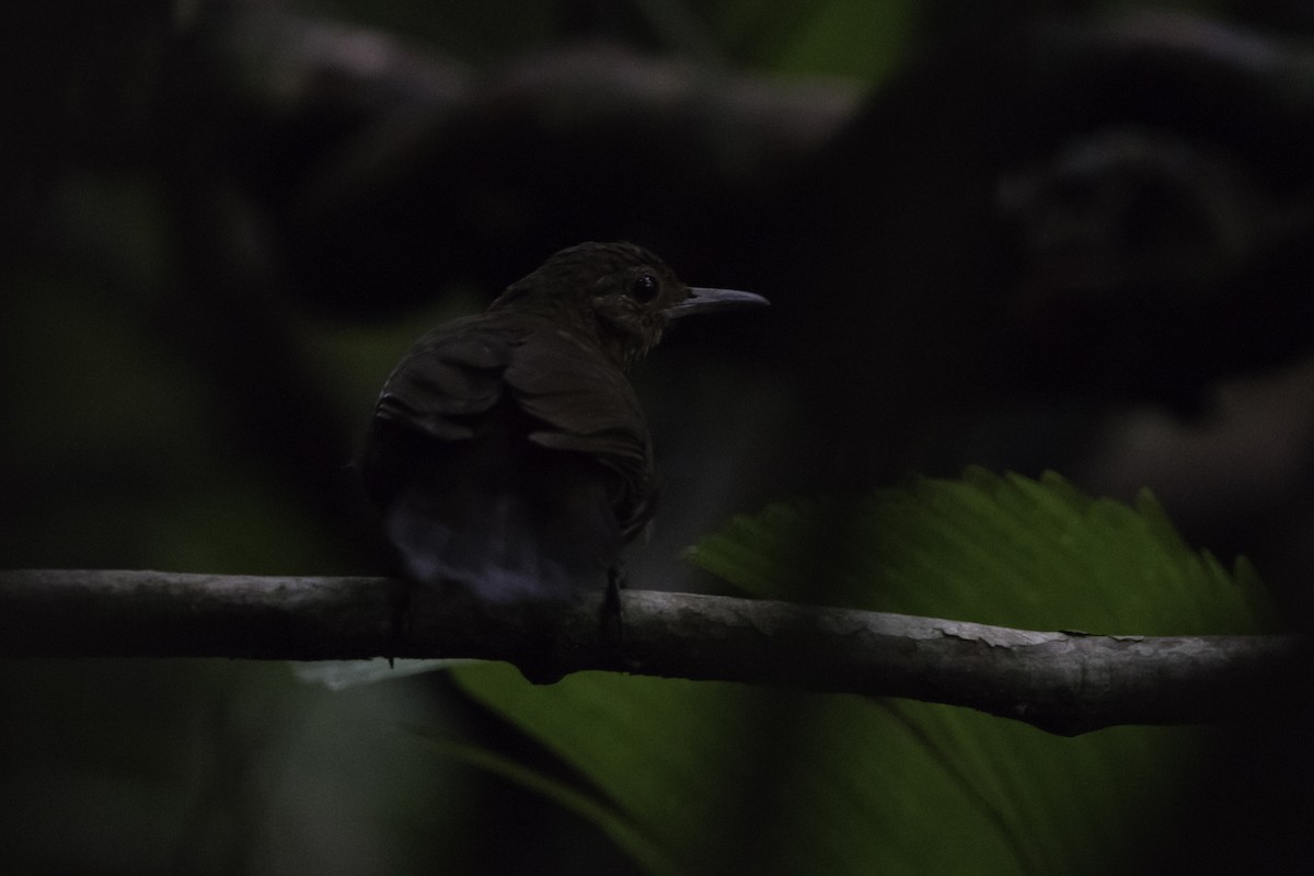Scaly-throated Leaftosser - ML282408391
