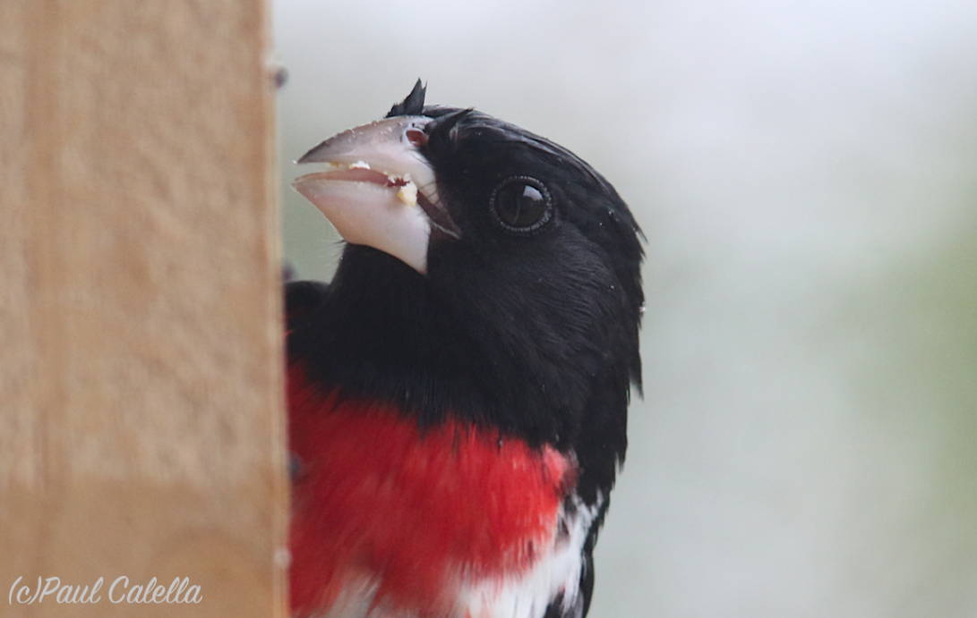 Rose-breasted Grosbeak - ML28240841