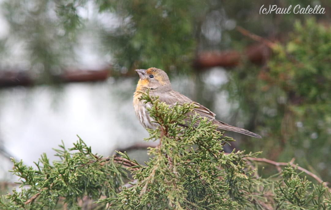 House Finch - ML28240861