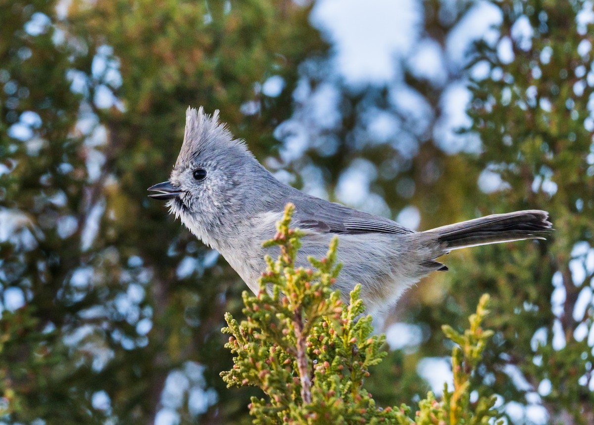 Juniper Titmouse - ML282408641