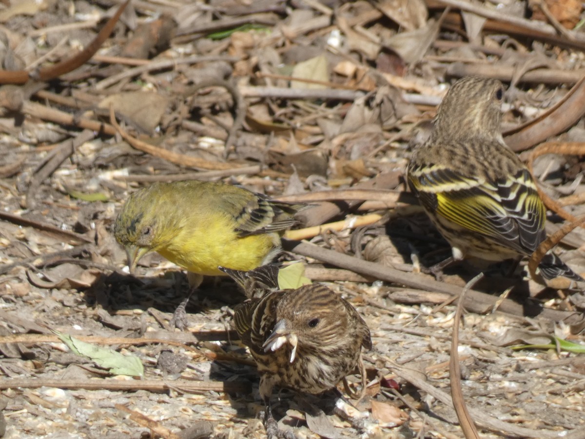 Pine Siskin - ML282409731