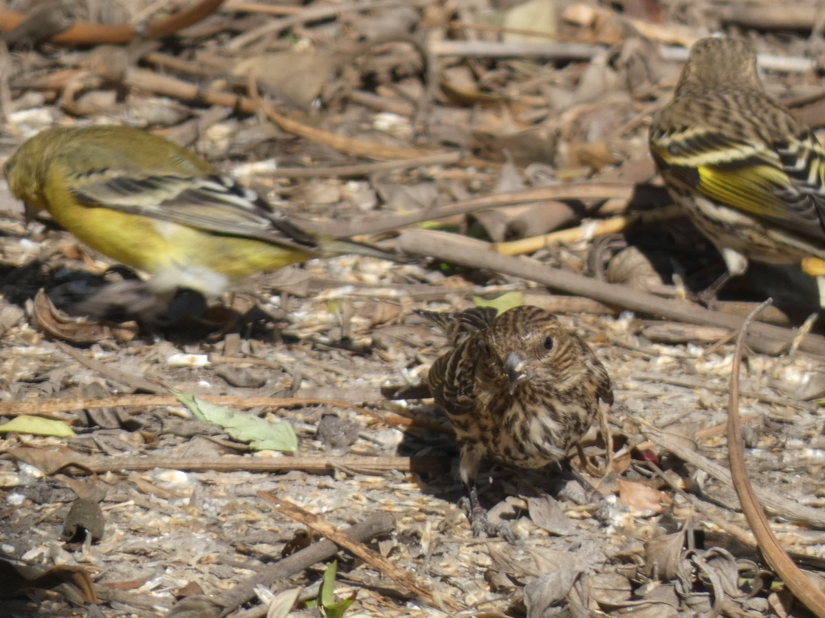 Pine Siskin - ML282409751