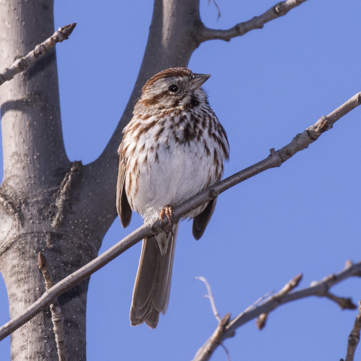 Song Sparrow - ML28240981
