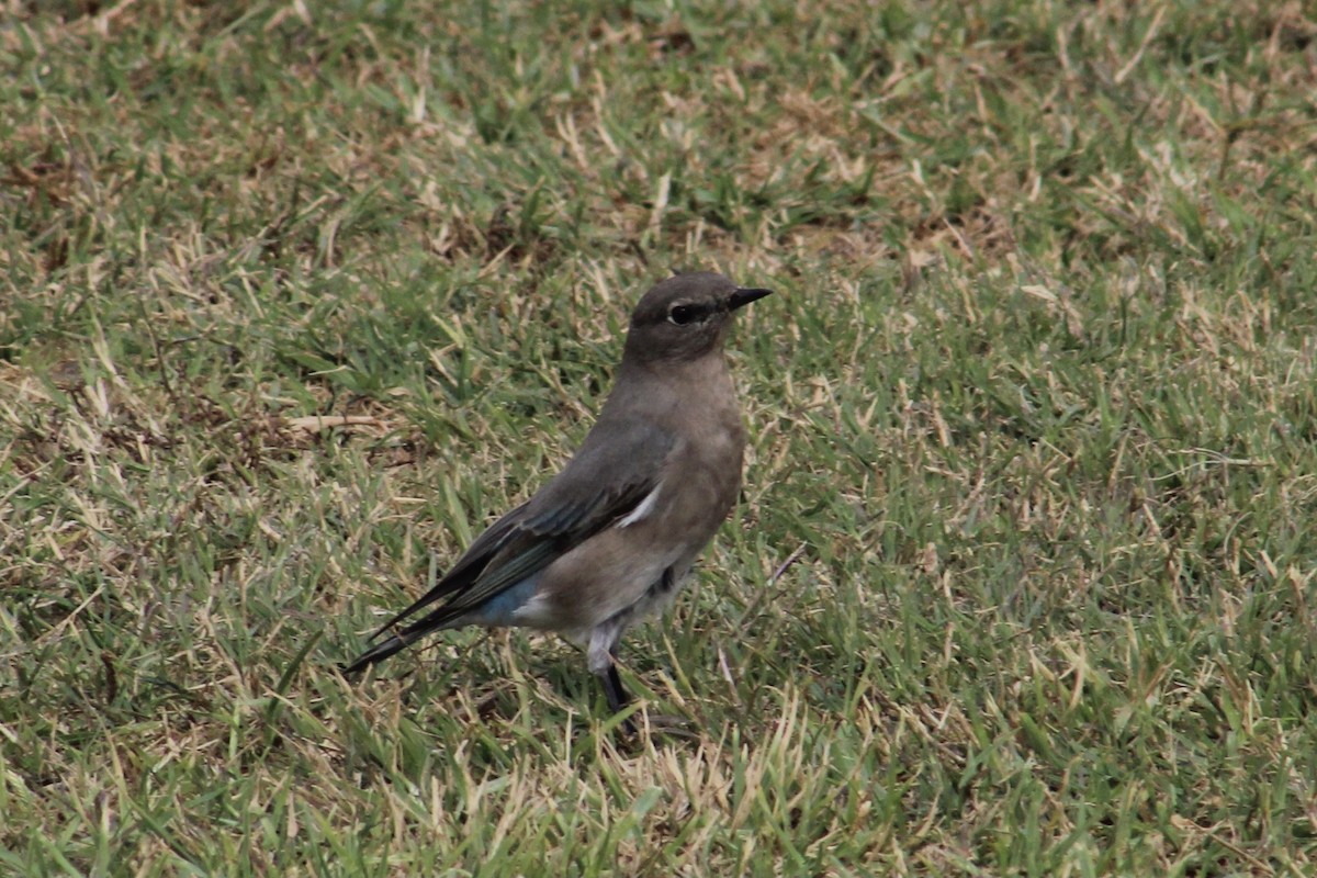 Mountain Bluebird - James Mitchell