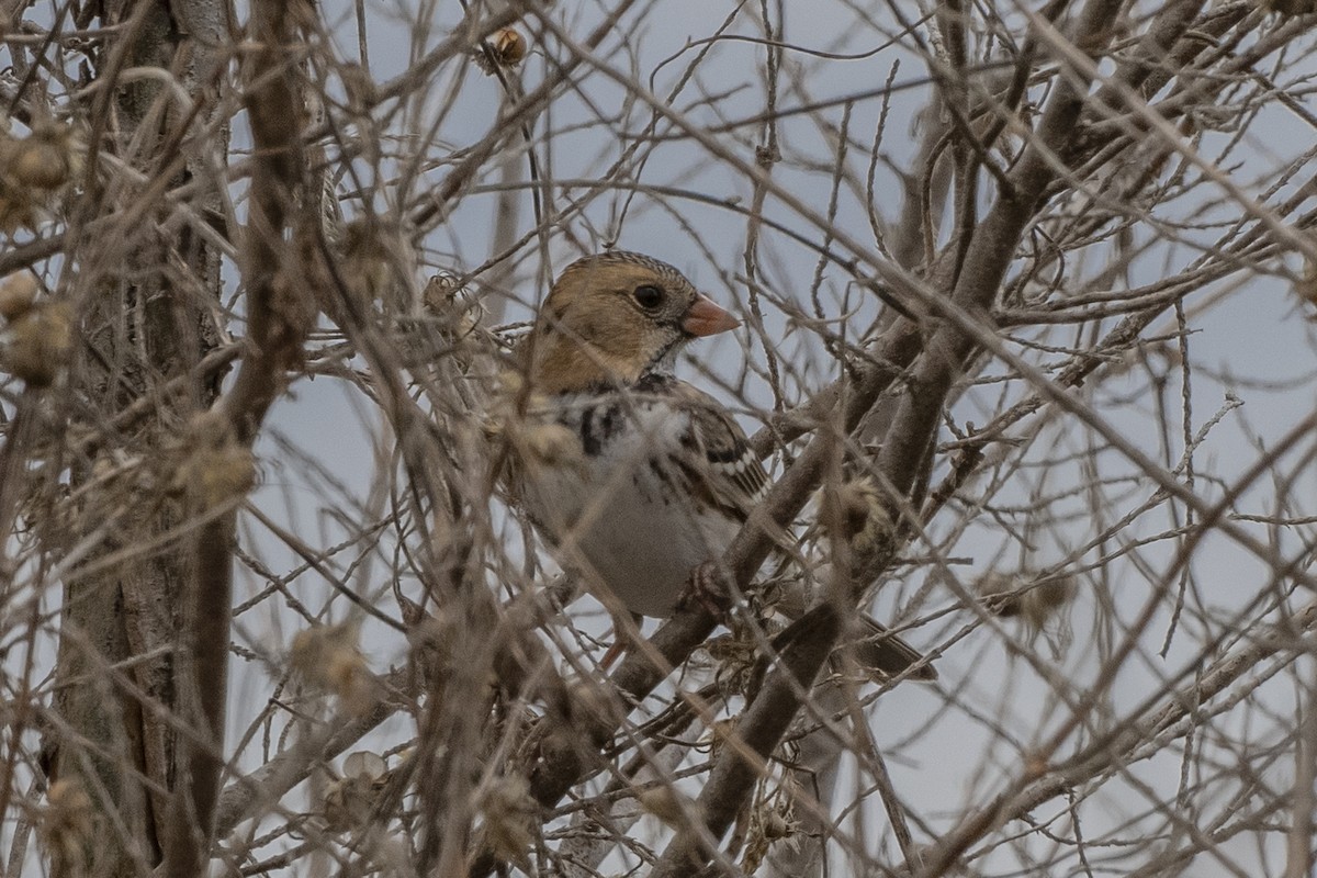 Harris's Sparrow - ML282410771