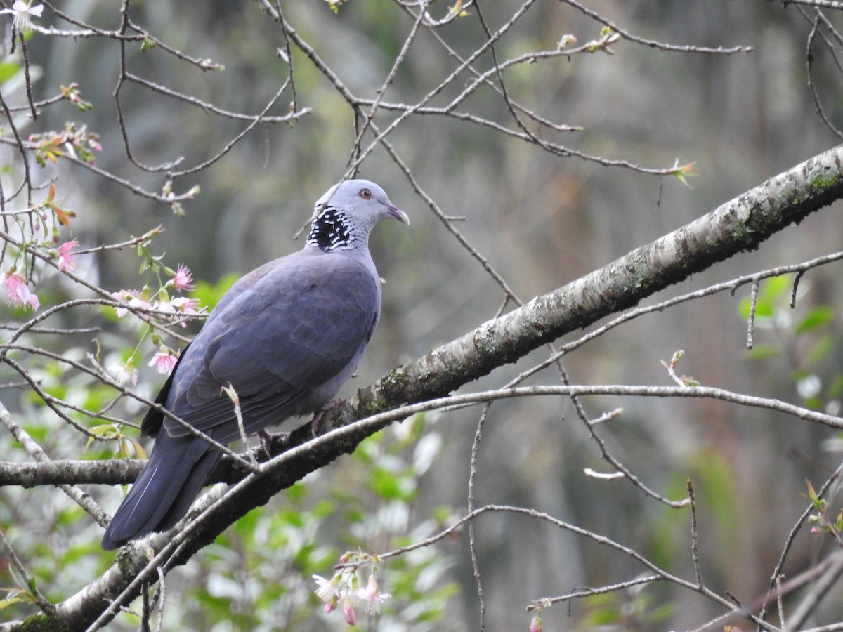 Nilgiri Wood-Pigeon - ML282412171