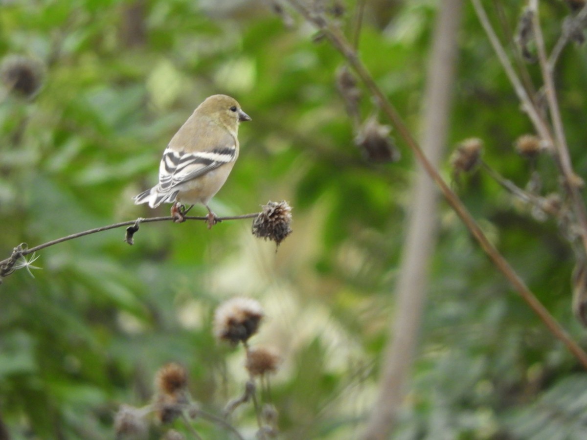 American Goldfinch - rick shearer