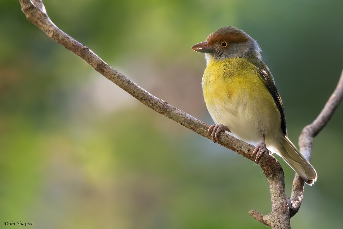 Rufous-browed Peppershrike - ML282414551