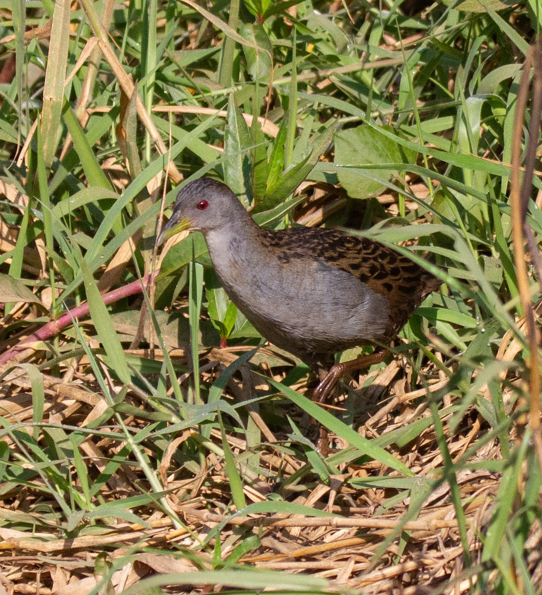 Ash-throated Crake - Chuck Heikkinen