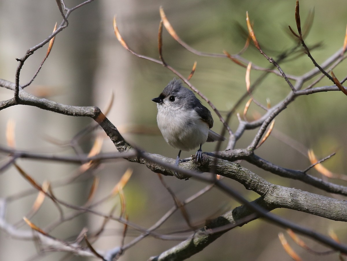 Tufted Titmouse - ML28241561