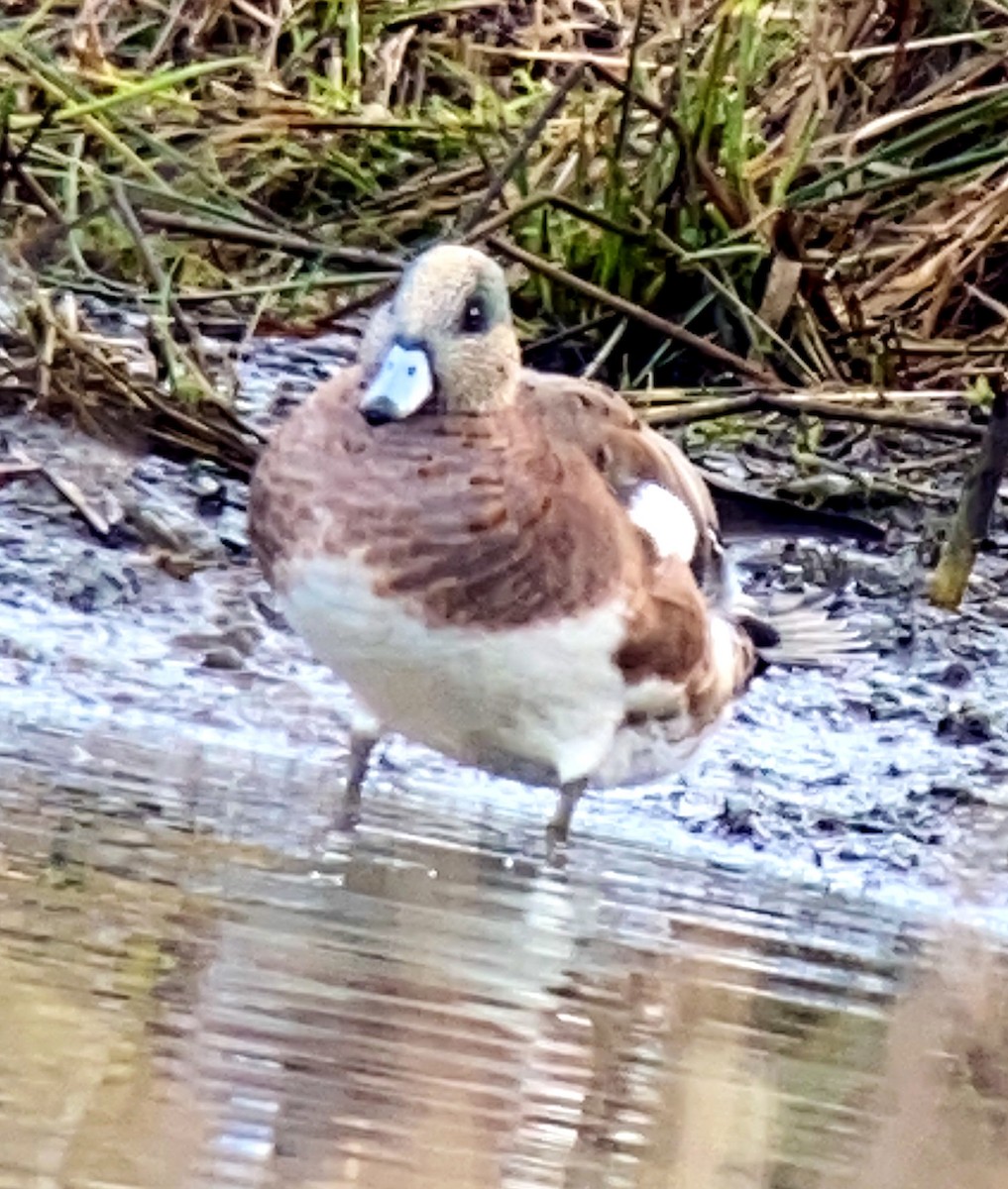 American Wigeon - ML282415971