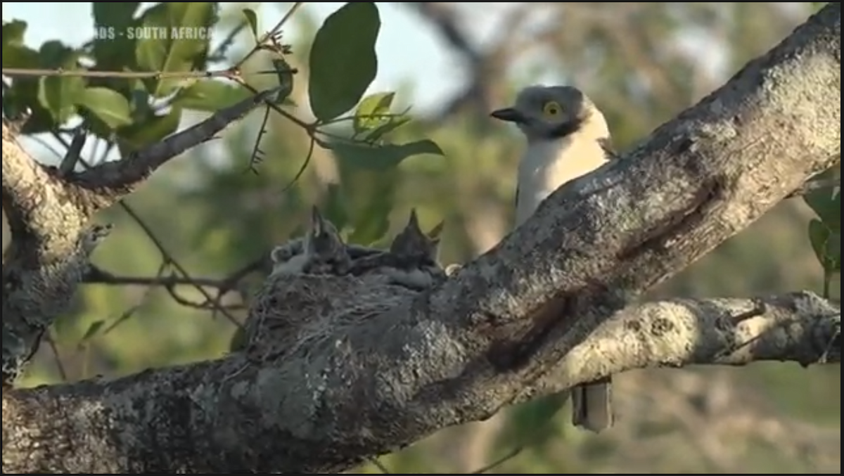 White Helmetshrike - ML282416051