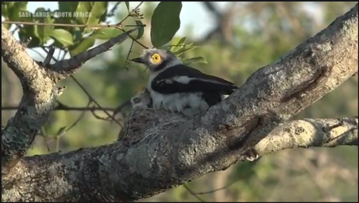 White Helmetshrike - ML282416061