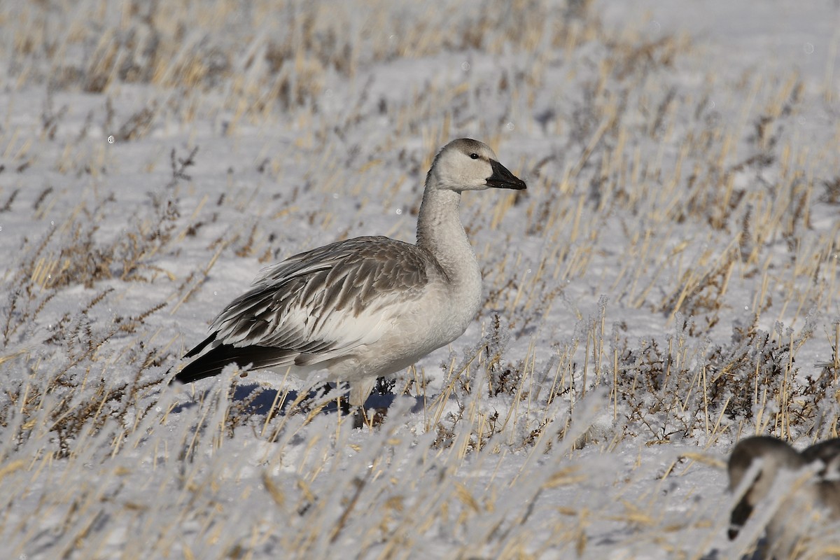 Snow Goose - ML282417821