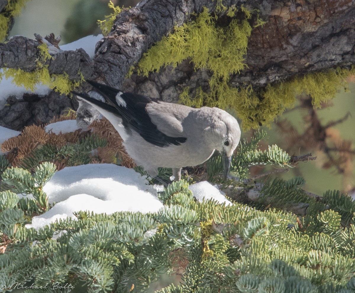 Clark's Nutcracker - ML282418361