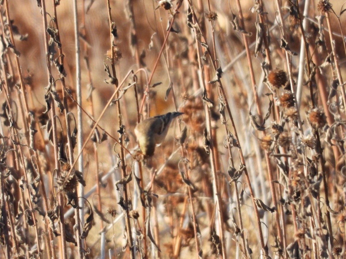 American Goldfinch - Howard Friedman