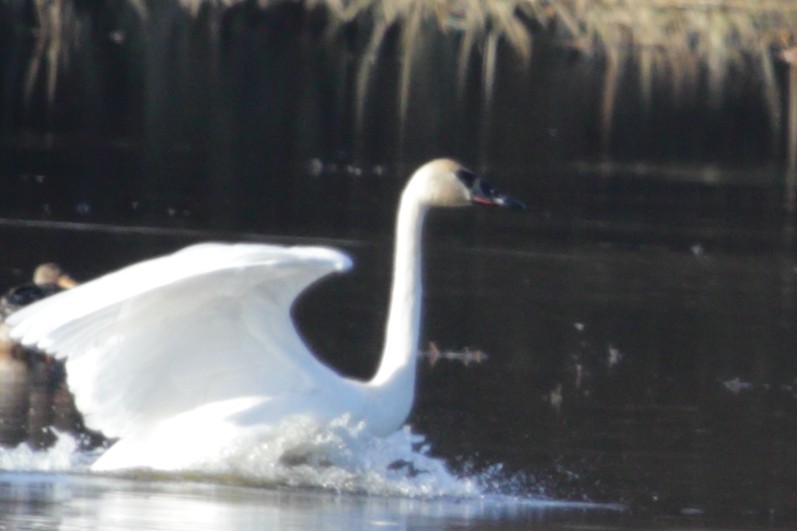 Trumpeter Swan - Anonymous