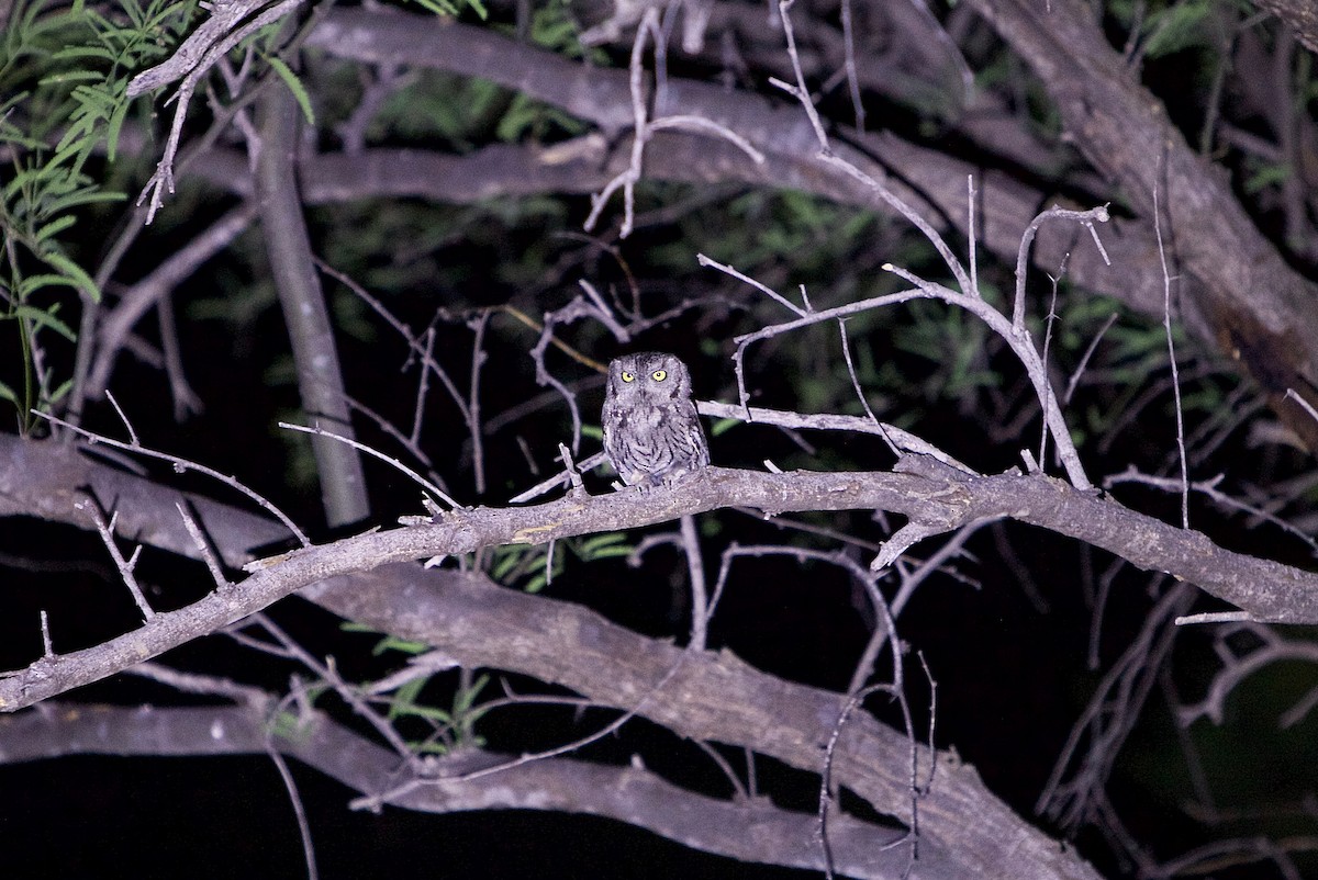 Western Screech-Owl - ML28242211