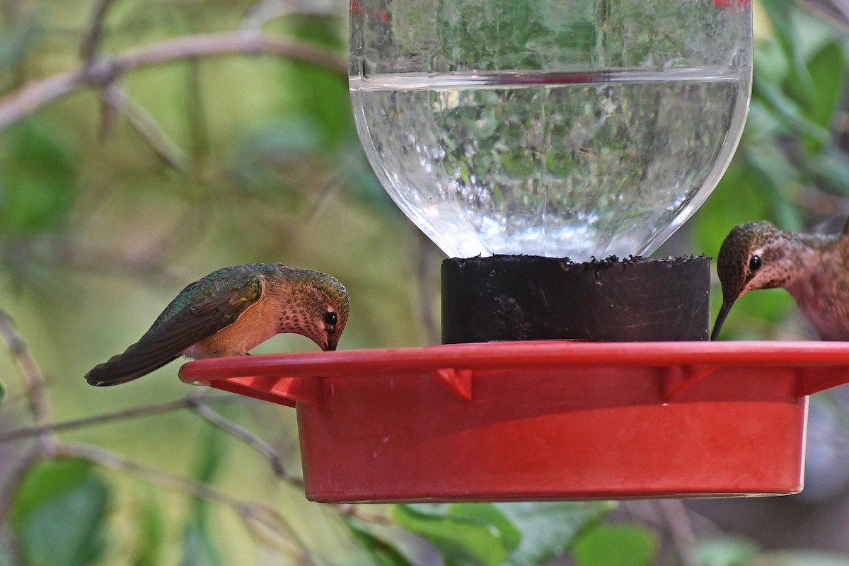 Calliope Hummingbird - ML282426371