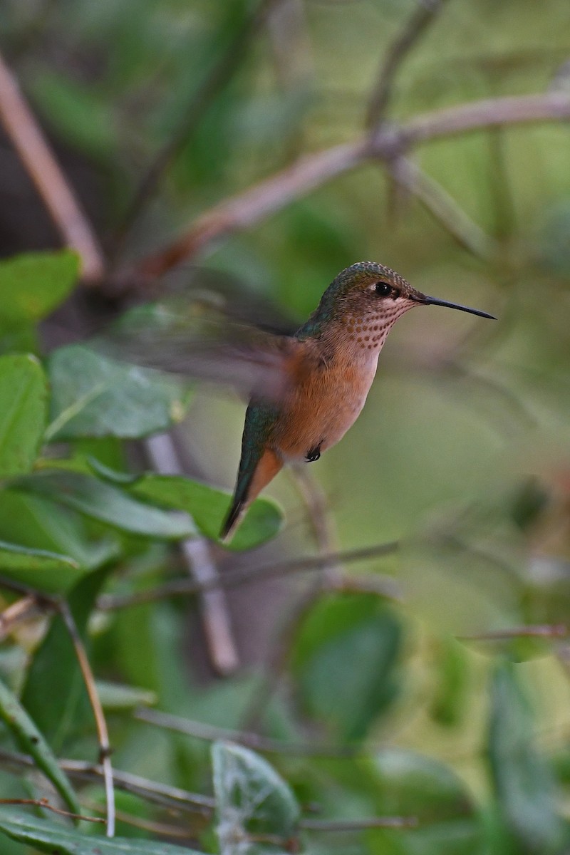 Colibrí Calíope - ML282426421