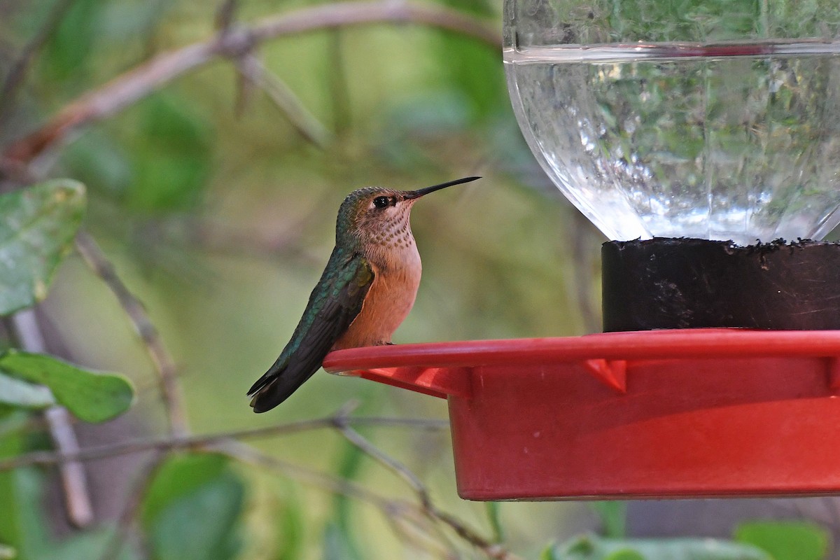 Calliope Hummingbird - ML282426601