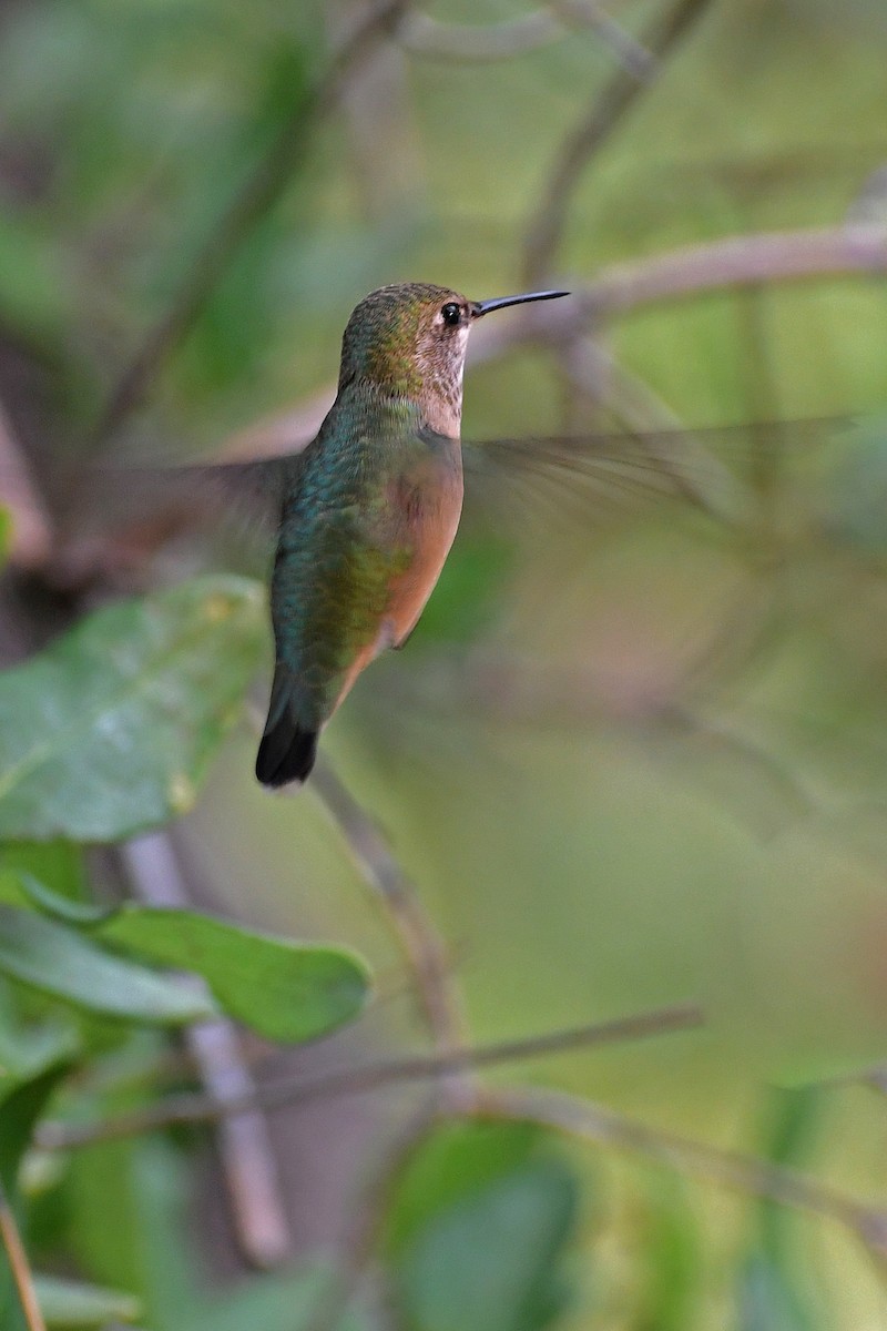 Calliope Hummingbird - ML282426631