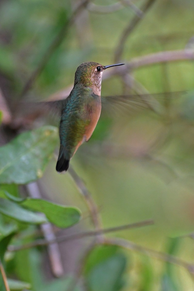 Colibrí Calíope - ML282426631