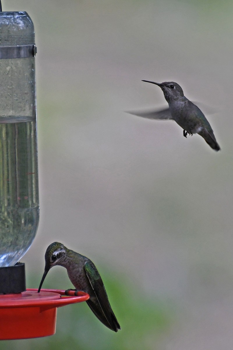 Rivoli's Hummingbird - ML282426691