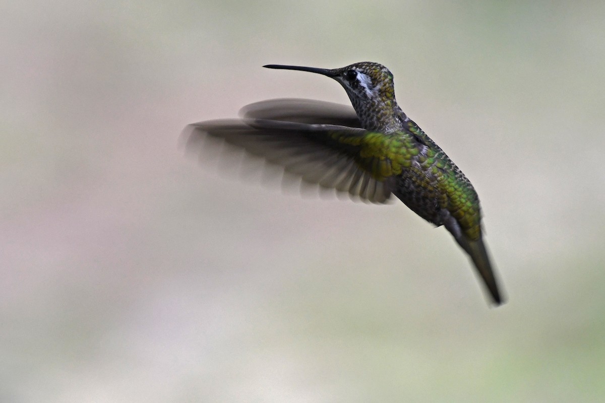 Colibrí Magnífico - ML282426701