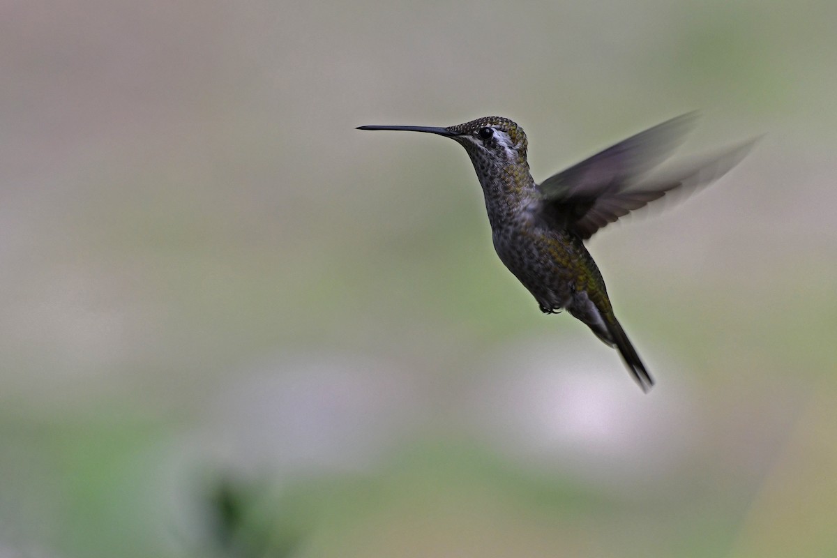 Rivoli's Hummingbird - ML282426721