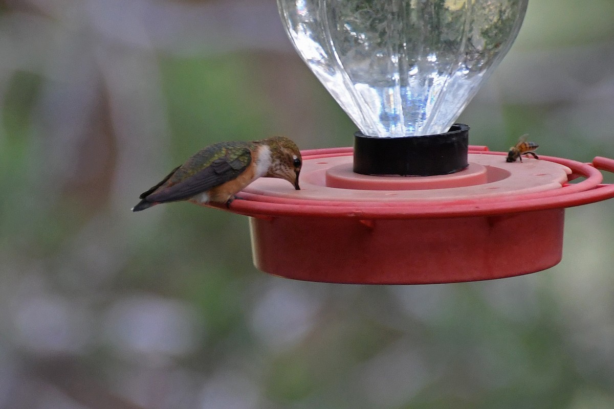 Rufous Hummingbird - ML282426741
