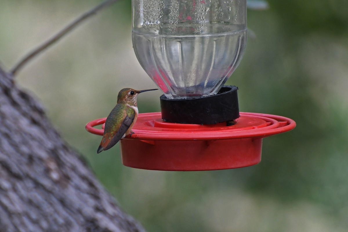 Rufous Hummingbird - ML282426751