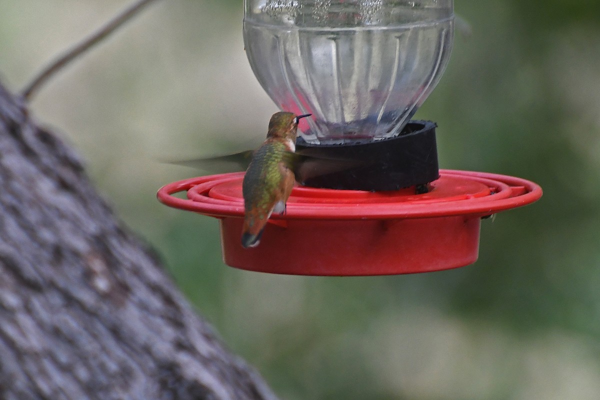Rufous Hummingbird - ML282426771
