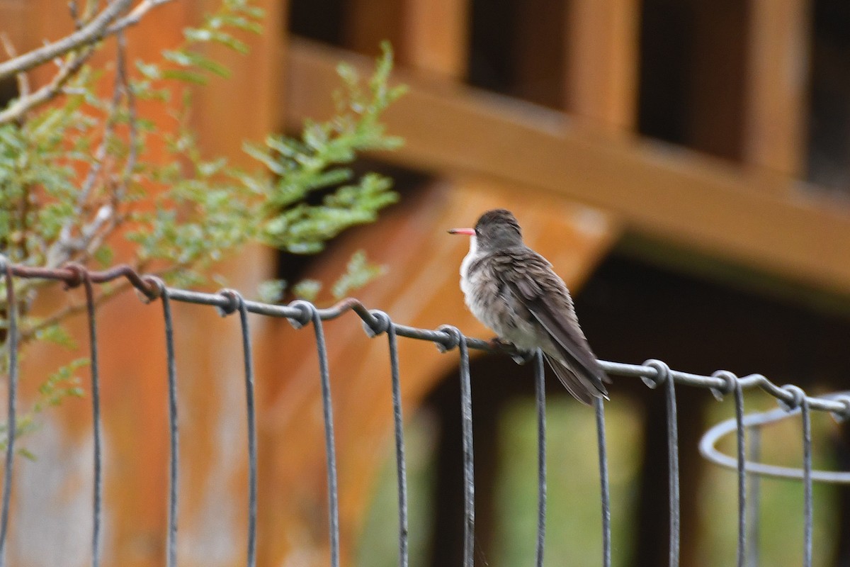 Violet-crowned Hummingbird - ML282426831