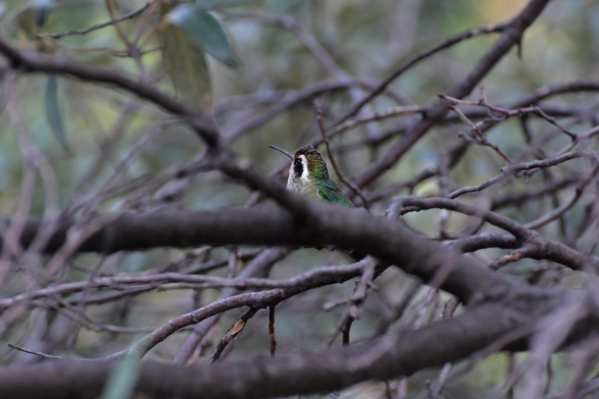 White-eared Hummingbird - ML282426881