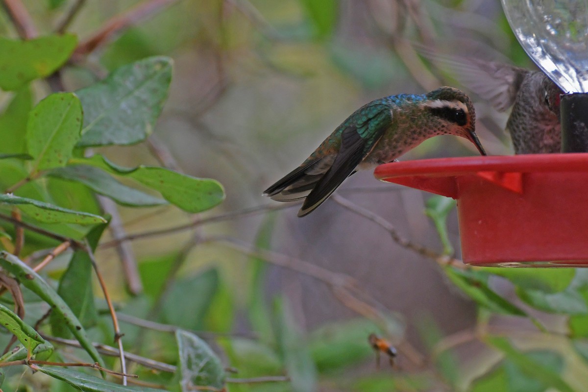 Colibrí Orejiblanco - ML282426891